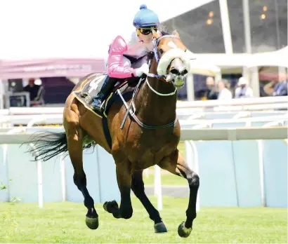  ?? Picture: JC Photograph­ics ?? MAGIC. Mythical Bolt looks the one to beat in Race 6, a Graduation Plate over 1000m on the Vaal Classic course tomorrow.