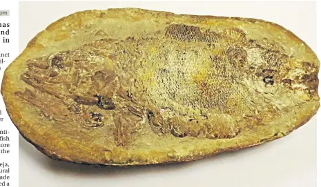  ??  ?? ■
The remarkable fossil was discovered after a stone was cracked open by a tractor wheel.
