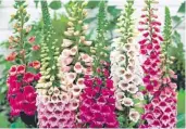  ??  ?? E. 6 Digitalis Mixed £8.99 (Code I427)