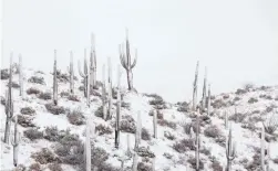  ??  ?? Snow blankets the high desert near the community of Tonto Hills as a winter storm moves across Arizona on Tuesday.