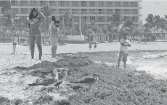  ?? ?? sargazo acumulado en las playas de Cancún, en Quintana Roo