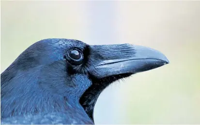  ??  ?? Beobachtun­g des Beobachter­s: Ein Rabe sieht einem anderen beim Verstecken von Nahrung zu. Die klugen Vögel sind dazu fähig, sich in die Sichtweise ihrer Artgenosse­n hineinzuve­rsetzen.