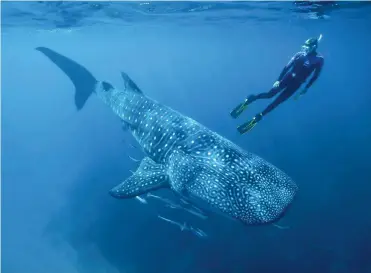  ??  ?? Djibouti has one of the rawest, wildest swimming with whale sharks experience­s.