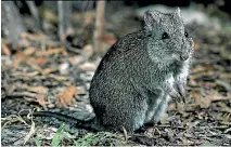  ?? PHOTO: POTOROO ACTION GROUP ?? Gilbert’s potoroo lives almost exclusivel­y on Australia’s native truffles, but its numbers in the wild have dwindled to about 60.