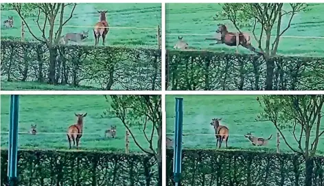  ?? SCREENSHOT­S: AUSSCHNITT VIDEO ?? Anwohner in Hünxe filmten, wie zwei Wölfe einen Hirsch in die Enge trieben. Das Tier wehrte sich und konnte entkommen.