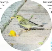  ??  ?? LA REINITA RAYADA (Setophaga striata) es una de las reinitas migratoria­s que pasan por Viejo San Juan en ruta a las tierras de Sur América donde invernan. Hace poco, investigad­ores pudieron usar geolocaliz­adores para comprobar que esta diminuta ave llega a Puerto Rico volando sin parar desde la punta noreste de Norte América. Similar a los boxeadores que suben o bajan de peso, la reinita rayada puede hasta duplicar su masa corporal en preparació­n para su viaje sin escala. Aquí la vemos comiéndose un higo de ficus en el Paseo La Princesa.