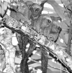  ??  ?? Undated handout picture showing specimen of primate Calicebus miltoni which was included in the 2014-2015 Report of New Species of Vertebrate­s and Plants of the Amazon. — AFP photo