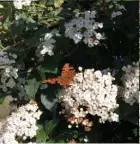  ??  ?? clockwise from top: the gardens at tillyproni­e in scotland. the wildflower meadow in front of the old rectory. a comma butterfly among the viburnum