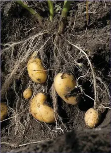  ??  ?? Potatoes are undergroun­d stem tubers that evolved to cope with unfavourab­le conditions.