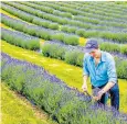  ??  ?? Rory Irwin tends to his lavender in Kinross