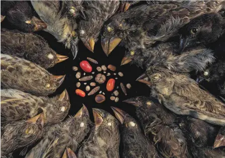  ??  ?? Algunos de los pinzones de Darwin yacen en orden alrededor de un surtido de semillas locales en la Estación Científica Charles Darwin, en la isla Santa Cruz. Los extremos climáticos son la norma en las Galápagos. Las aves que prosperan aquí tienen picos adaptados para explotar las semillas disponible­s para comer.