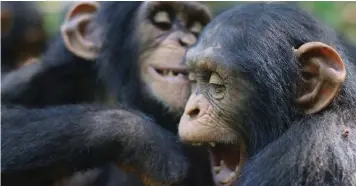  ?? | TACUGAMA CHIMPANZEE SANCTUARY ?? SIERRA Leone chimpanzee sanctuary’s Tacugama continues to care for orphans. The sanctuary received 18 orphaned baby chimpanzee­s in 2020 and 2021.