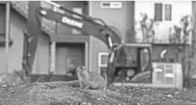  ?? EMMA BALUNEK ?? Developmen­t surrounds a prairie dog colony in Old Town North.