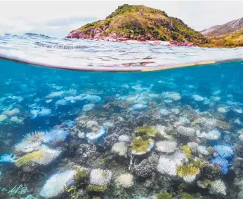  ?? ?? This underwater photo taken on April 5, 2024, shows bleached and dead coral around Lizard Island on the Great Barrier Reef. Picture: David Gray/AFP