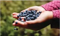  ??  ?? SHERMAN, Maine: A girl holds a handful of wild blueberrie­s picked near Sherman, Maine. —AP