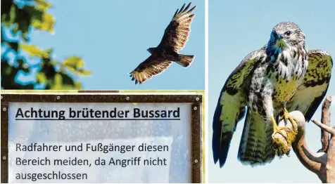  ?? Fotos: Bernhard Weizenegge­r ?? Ein Schild warnt vor einem brütenden Bussard, der sein Nest nah am Forstweg in den großen Bäumen anfliegt (unten). Tatsächlic­h taucht er am Himmel auf, sobald Fußgänger unterwegs sind (oben). Rechts ist ein junger Bussard zu sehen – das reglose Tier...