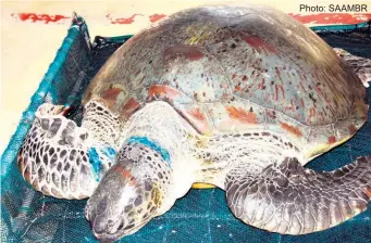  ?? Photo: SAAMBR ?? Nala, a green turtle found entangled in gill netting, is recovering well at uShaka Sea World