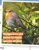  ??  ?? Hedgerows are home to many species of bird