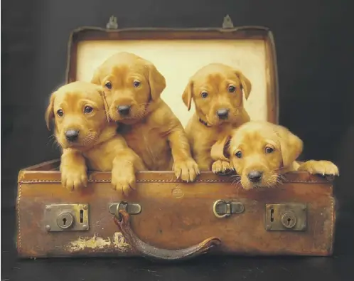  ?? PAWS AND CLAWS PHOTOGRAPH­Y ?? A litter photoshoot taken by Olly