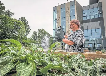  ??  ?? RESEARCH: Irene Hallyburto­n tends to the plants in the university plot which could help to cure serious diseases. Picture by Mhairi Edwards.