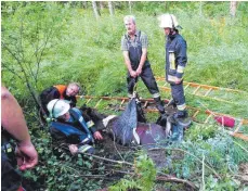  ?? FOTO: M. NÄGELE ?? Mit Leitern, Leinen und einem speziellen Hebegeschi­rr holten die Wohmbrecht­ser Feuerwehrm­änner das eingesunke­ne Islandpfer­d aus dem Degermoos. Es blieb unverletzt.