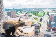  ?? EVAN FROST/MINNESOTA PUBLIC RADIO ?? A raccoon stretches itself on the window sill of the Paige Donnelly Law Firm on the 23rd floor of the UBS Tower in St. Paul, Minn., Tuesday.