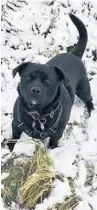  ?? Pic: Liz Collins ?? ●● Stormy enjoying the snow in Bacup