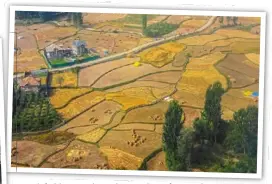  ?? ?? padi fields seen through a window of an airplane near srinagar, Indian controlled Kashmir. — ap