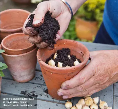  ?? ?? Spring blooming bulbs, such as these irises, can be planted now in containers