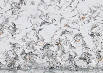  ?? Picture: Reuters ?? Wading birds head for dry sandbanks during the month’s highest tides at The Wash Estuary, near Snettisham in Norfolk, Britain, yesterday.