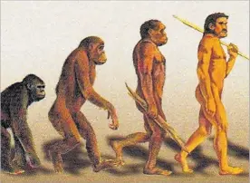  ??  ?? Diferèncie­s A dalt, part d’un crani d’‘Homo erectus’ trobat a Geòrgia. A baix, fases de l’evolució fins a l’‘Homo sapiens’.