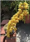  ?? COURTESY OF JERRY KAUFMAN ?? A cymbidium orchid flower spike.