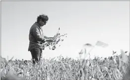  ?? SEBASTIAN PANI/AP ?? Jorge Josifovich, a farmer and agricultur­al engineer who provides advice to growers, looks at drought-affected soy near Pergamino, Argentina.