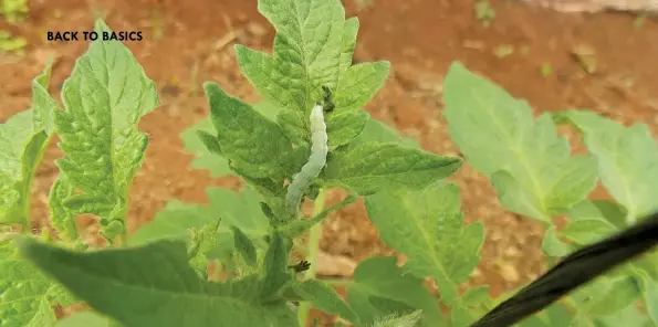  ?? BILL KERR ?? ABOVE: The odd bollworm is likely to appear on your tomatoes. Watch out for this pest and remove it by hand, preferably before it reaches this size.