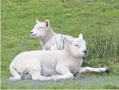  ??  ?? Arthur Bruce, of Almondbank, sent in this photograph of spring lambs at Little Glenshee.
