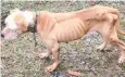  ??  ?? NEGLECTED: American bulldog cross bull arab Charlie was said to be “severely emaciated”.