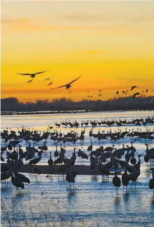  ?? NEBRASKA TOURISM ?? The real show begins at day’s end, when the migrating cranes leave roadside fields for the sandy flats of the Platte River.