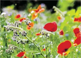  ?? BILD: SN/ROBERT RATZER ?? Wenn eine Wiese seltene Pflanzen und Tiere anlockt, kann sie hochoffizi­ell zum Biotop werden. Das ist für manche Grundeigen­tümer eine Art Drohung.