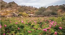  ??  ?? Roses are planted every year at the beginning of ‘Al-Tarf’ season — one of the agricultur­al seasons that encourage the branches to bear the rose fruit.