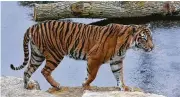  ?? Associated Press file photo ?? Melati, a 10-year-old female Sumatran tiger at the London Zoo, was killed by a potential mate.