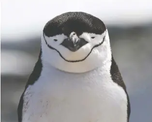  ??  ?? Chinstrap penguins have feathers equipped to deal with snow, but not rain.