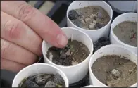  ?? (File Photo/AP/Scott Sonner) ?? Beth Leger, a plant ecologist at the University of Nevada, Reno, points Feb. 10, 2020, to a tiny Tiehm’s buckwheat that has sprouted at a campus greenhouse in Reno, Nev. Research is being funded by an Australian mining company that wants to mine lithium in the high desert 200 miles southeast of Reno, the only place the rare wildflower is known to exist in the world. UNR researcher­s are studying whether they can transplant the plant or seeds germinatin­g in the greenhouse to the desert to bolster the native population.