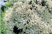  ?? ?? PAVETTA lanceolata (Weeping bride’s bush).