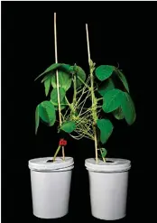  ??  ?? La cuscute peut parasiter plusieurs plantes simultaném­ent, comme ici des plants de soja.