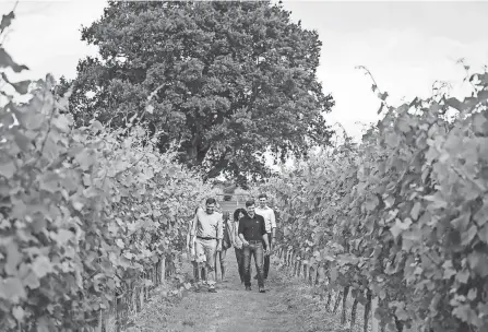  ?? GUSBOURNE VIA AP ?? Guests tour English wine producer Gusbourne’s vineyards in Kent, England, in 2019. Gusbourne planted its first vines in 2004 and released its first wines in 2010. It says demand has been growing ever since.