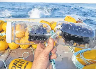  ?? DR. LEIGH HOWARTH ?? A research project will use seaweed to help scientists map the dispersal of the nutrients in Shelburne Harbour.