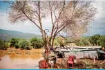  ??  ?? EUBOEA, Greece: A goat stands in a flooded field, following a storm at the village of Politika, on Evia island, northeast of Athens. —AFP