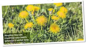  ??  ?? Weeding now can maximise your lawn’s potential in winter time