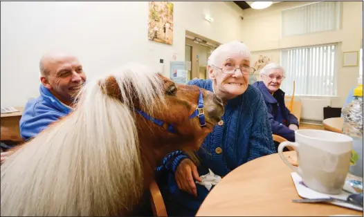  ??  ?? Elizabeth Wheatley makes friends with Wilson at the GHA’s sheltered service at Marfield Street. Below, Betty McDowall, 86, with Wilson and Eduardo