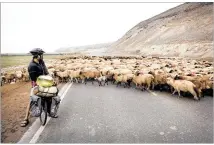  ??  ?? Ricardo Palomares glances back at a herd of sheep crossing the road behind him during the Pedal South trip from Alaska to Argentina.